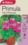 Seed - Yates Primula Fairy Primrose