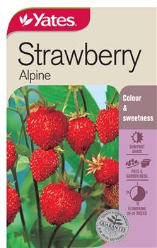 Seed - Yates Strawberry Alpine